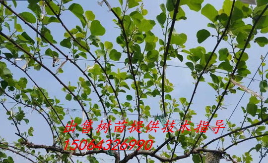 博山猕猴桃秋天种植树苗