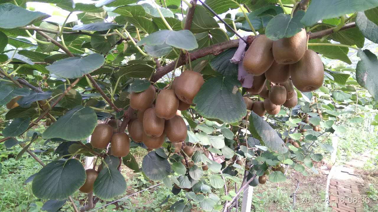 山东猕猴桃树苗种植误区，低价买好苗博山猕猴桃苗具体步骤