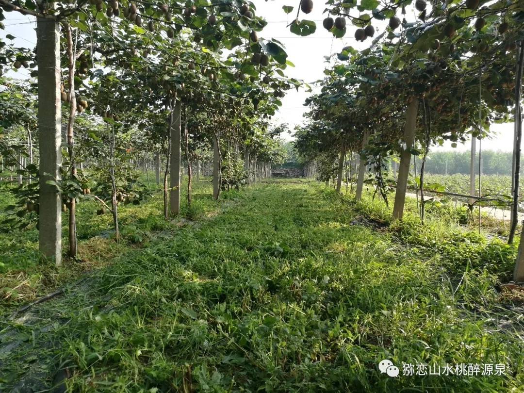 先进经验后发优势，山东淄博猕猴桃种植，水肥一体增产提质，省水省肥省人工